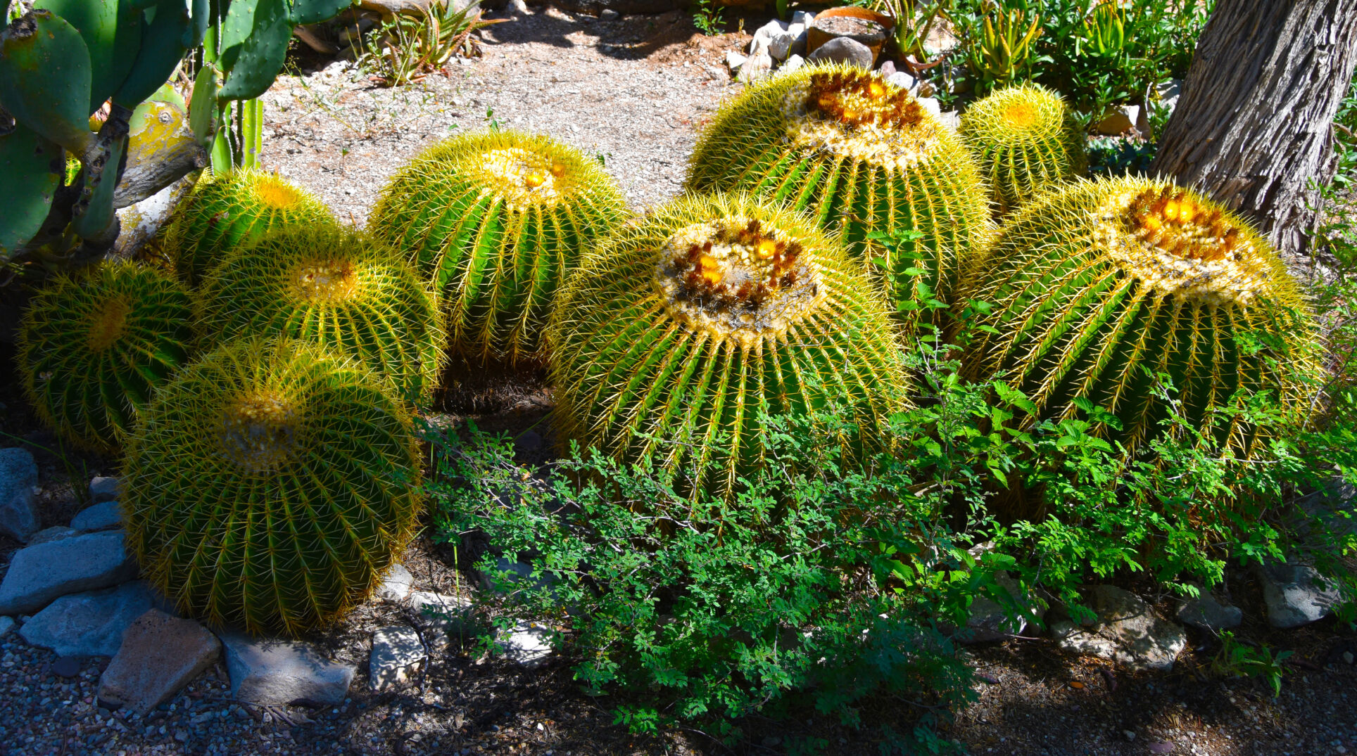 2023 Master Gardener Home Garden tour